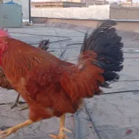 ۲عدد مرغ و۲عدد خروس