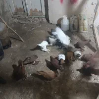 کفتر الوان|پرنده|باسمنج, |دیوار