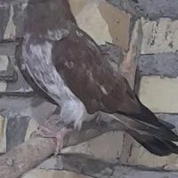 کله ای برنجی|پرنده|خرمشهر, |دیوار