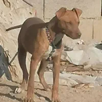 واگذاری پیت بول