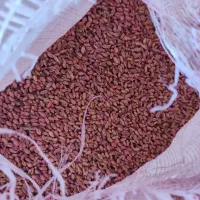 فروش گندم آبی دروم|خدمات باغبانی و درختکاری|بیلوار, |دیوار