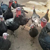 بوقلمون نژاد اصل سیاه ودو عدد اوردک|حیوانات مزرعه|مرند, |دیوار