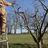 هرس کردن|خدمات باغبانی و درختکاری|انزل, |دیوار