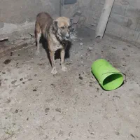 سگه|سگ|تربت جام, جامرود|دیوار