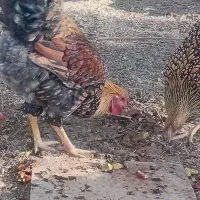 مرغ وخروس یاندوت|حیوانات مزرعه|مهاباد (اصفهان), |دیوار