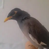 جوجه میناچهارماهه باهوش|پرنده|یزد, |دیوار