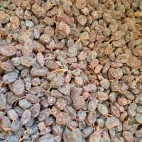 کشمش بوجاری شده