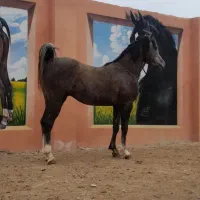 فروش نریان درجه یک