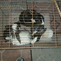خرگوش