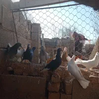 فروش کفتر نر|پرنده|کرمان, |دیوار