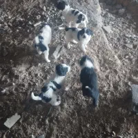 8 تا توله سگ قدریجونی|سگ|لردگان, |دیوار