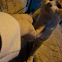 گربه نیاز به حمایت