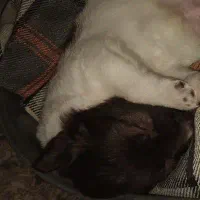 توله سگ|سگ|رشت, کوی طالقانی|دیوار