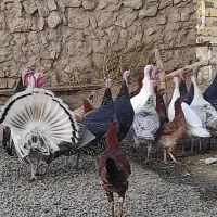 بوقلمون محلی|حیوانات مزرعه|بیلوار, |دیوار