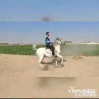 نریان کرد اسب سواری دار
