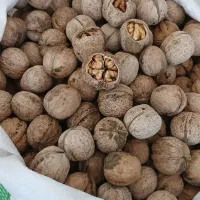 گردو درجه یک