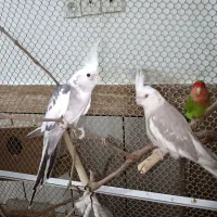 عروسی هلندی جفت تخمگذار|پرنده|کلاله, |دیوار