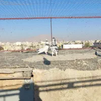 سه تا کفتر درجه یک|پرنده|شیراز, تندگویان|دیوار