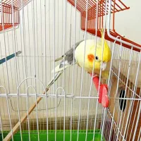 معاوضه ۱حفت عروس هلندی