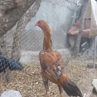 مرغ وخروس لاری همگی  نصل