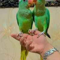 کاسکو راهب گرینچک شاه طوطی ملنگو خرید وفروش|پرنده|قم, آزادگان|دیوار