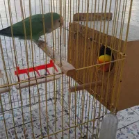 طوطی برزیلی