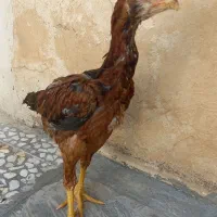 فروش جوجه لاری