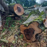 خریدوفروش چوبهای باغی وجنگلی|خدمات باغبانی و درختکاری|سورک, |دیوار