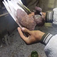 کبوتر پرشی|پرنده|ماهنشان, |دیوار