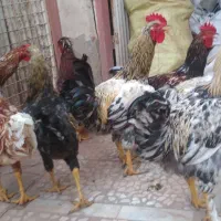 خروس محلی گلین