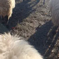 بره فروشی|حیوانات مزرعه|صفائیه, |دیوار