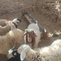 قوچ|حیوانات مزرعه|نیمبلوک, |دیوار