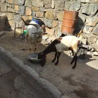 بز ماده خارجی بز نر خارجی اصیل|حیوانات مزرعه|سنندج, |دیوار