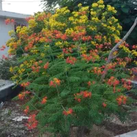 قطره ای باغ وباغچه