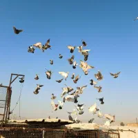 دسته کفتر چاشنی سرور