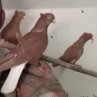 کبوتر دم سفید
