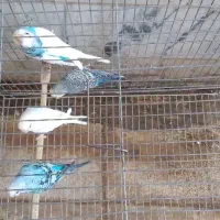 مرغ عشق طوقی