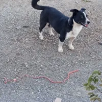 سگو|سگ|فریمان, |دیوار