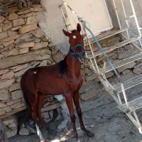 کره اسب یورقه