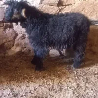 بیگ چاق دوعدد 9تومان|حیوانات مزرعه|مسجد سلیمان, |دیوار