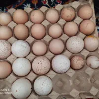 تخم بوقلمون به شرط دونه ای ۷۰ هزار تومن تضمینی