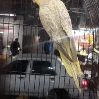 عروس هلندی ماده لوتینو و گلباقالی کینگ سایز آماده|پرنده|تهران, جوادیه|دیوار