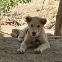 توله سگ سرابی|سگ|یاسوج, |دیوار