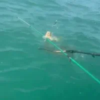 اجاره قایق برا ماهیگیری لنسر|قایق و سایر وسایل نقلیه|ساری, |دیوار