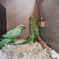 ملنگو خورشیدی عروس