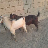 دوعددبز|حیوانات مزرعه|چمران, |دیوار