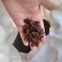 کشمش کاشمر (ارسال داریم)|خوردنی و آشامیدنی|خرمآباد (تنکابن), |دیوار