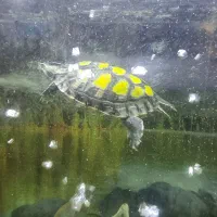 اکواریوم|ماهی|بیرجند, |دیوار