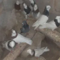 طوقی|پرنده|بستان آباد, |دیوار