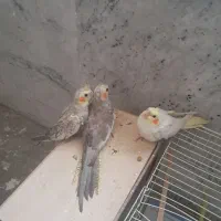 سه عدد عروس هلندی باهم یک میلیون پانصد